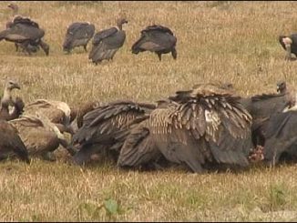 vultures disappearing in bardia