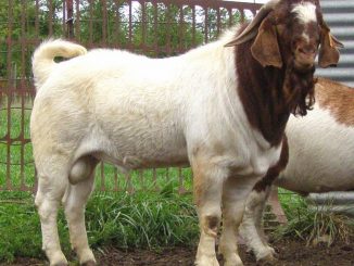 austrelian goat