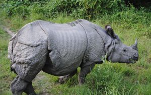 One_horned_Rhino