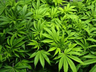 ganja-weed-cannabis