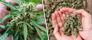 ganja-weed-cannabis.11